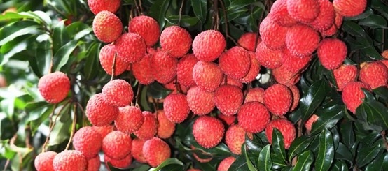 旬の味：南山ライチ
